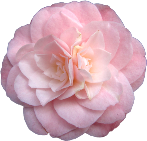 Camellia Japonica - Pastel Flower Tumblr Transparent (500x490)
