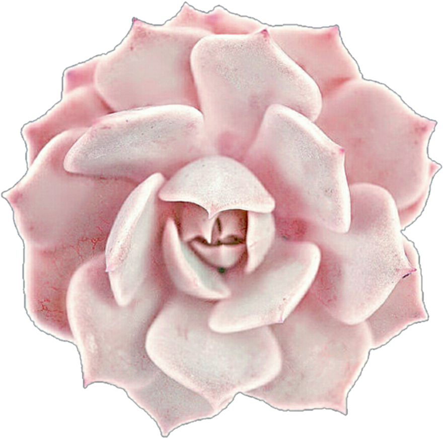 Creamy Pink Succulent Rose By Jeanicebartzen27 On Deviantart - Pink Succulent Png (896x891)