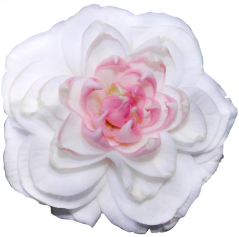 “springhead Gem - Bts (500x485)