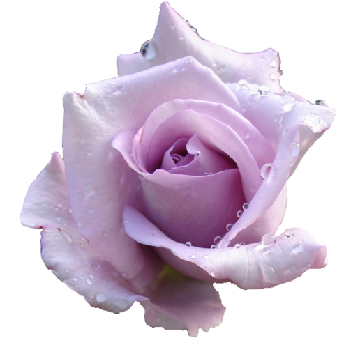 Transparent Flowers Tumblr - Lavender Roses Transparent Background (500x495)