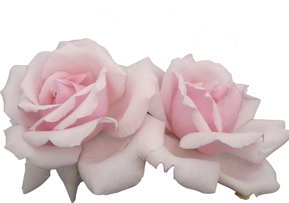 Transparent Love Text Tumblr - Pastel Pink Png (1280x960)