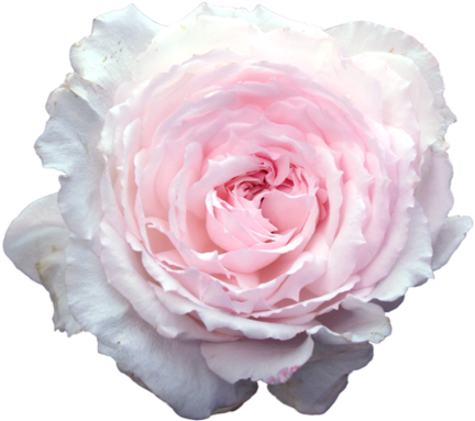 An Entry From Fun Fun Fun - Transparent Stickers Tumblr Flower (500x500)