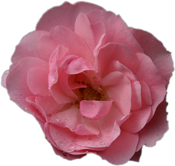 Beach Rose (359x340)