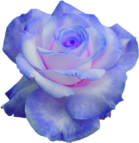 How - Pink And Blue Flowers Transparent (484x494)