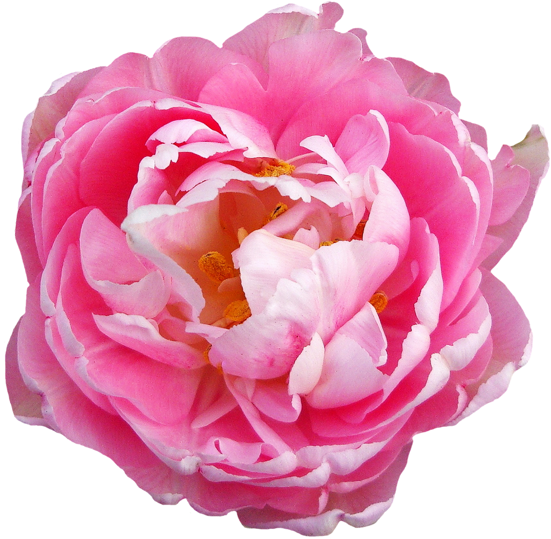 Rose Flower Pink - Peony Transparent Background (1250x1221)