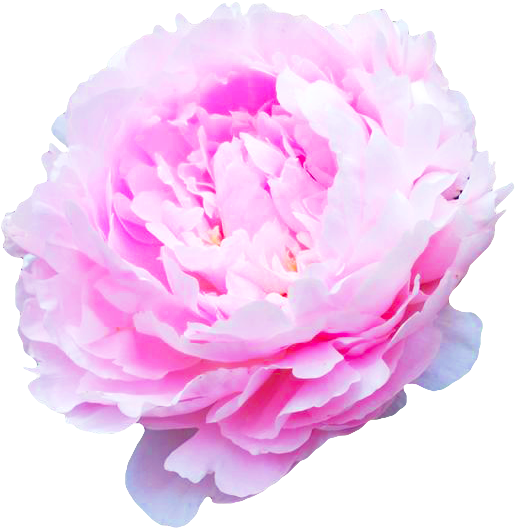 Transparent Flowers, Flower Pillow, Pillow Talk, Shower - Flower (526x541)