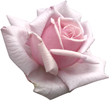 Transparent Flowers Light Pink Rosa Hesperrhodos - Light Pink Flower Transparent (360x335)