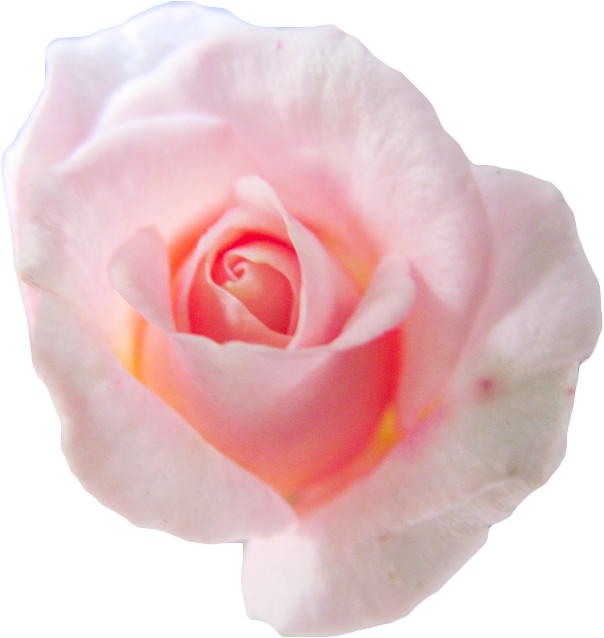 Garden Roses (604x638)