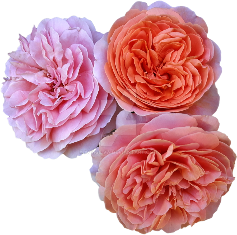 Three Open Rose Heads On Transparent Background By - Pink Roses No Background (897x890)