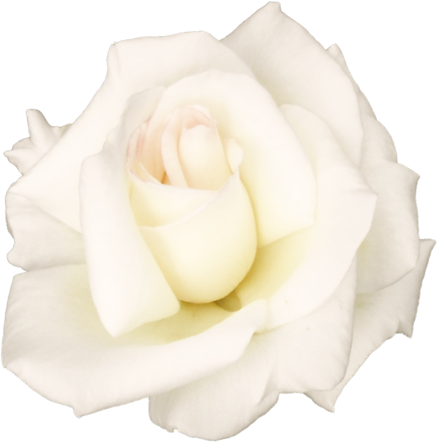 Finest Flowersrose Transparent Png Sticker Flowers - Transparent Flowers White Rose (900x897)