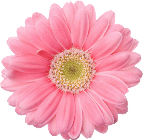 Flowers, Pink, And Overlay Image - Pink Flower No Background (500x496)