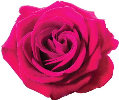 Pink Rose On White Background - Rose Png Violet (500x500)