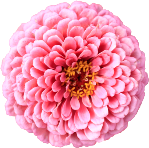 Pink Chrysanthemum Flower Mums Chrysanths Bright Petals - Pink Flower Transparent Background (512x512)
