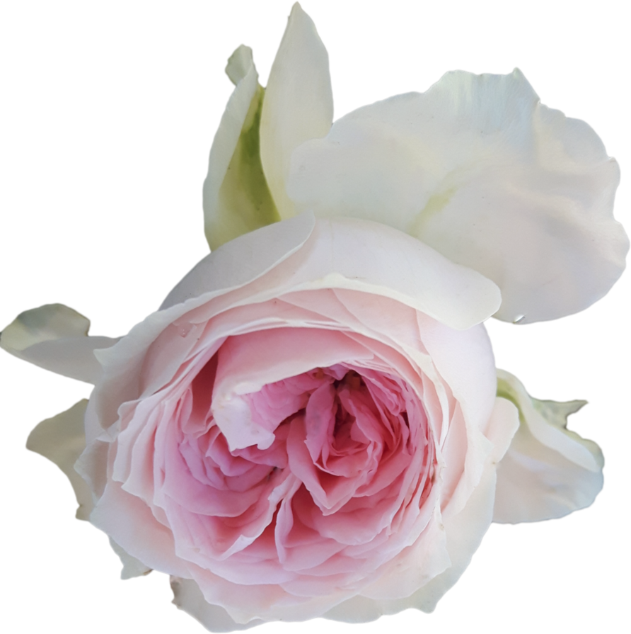 Light Pink Rose On Transparent Background By Agasilva - Pink Roses Transparent Background (892x895)