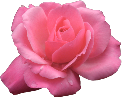 Rose Png Transparent Flower Pink Multi Hybrid Tea Rose - Garden Roses (500x404)