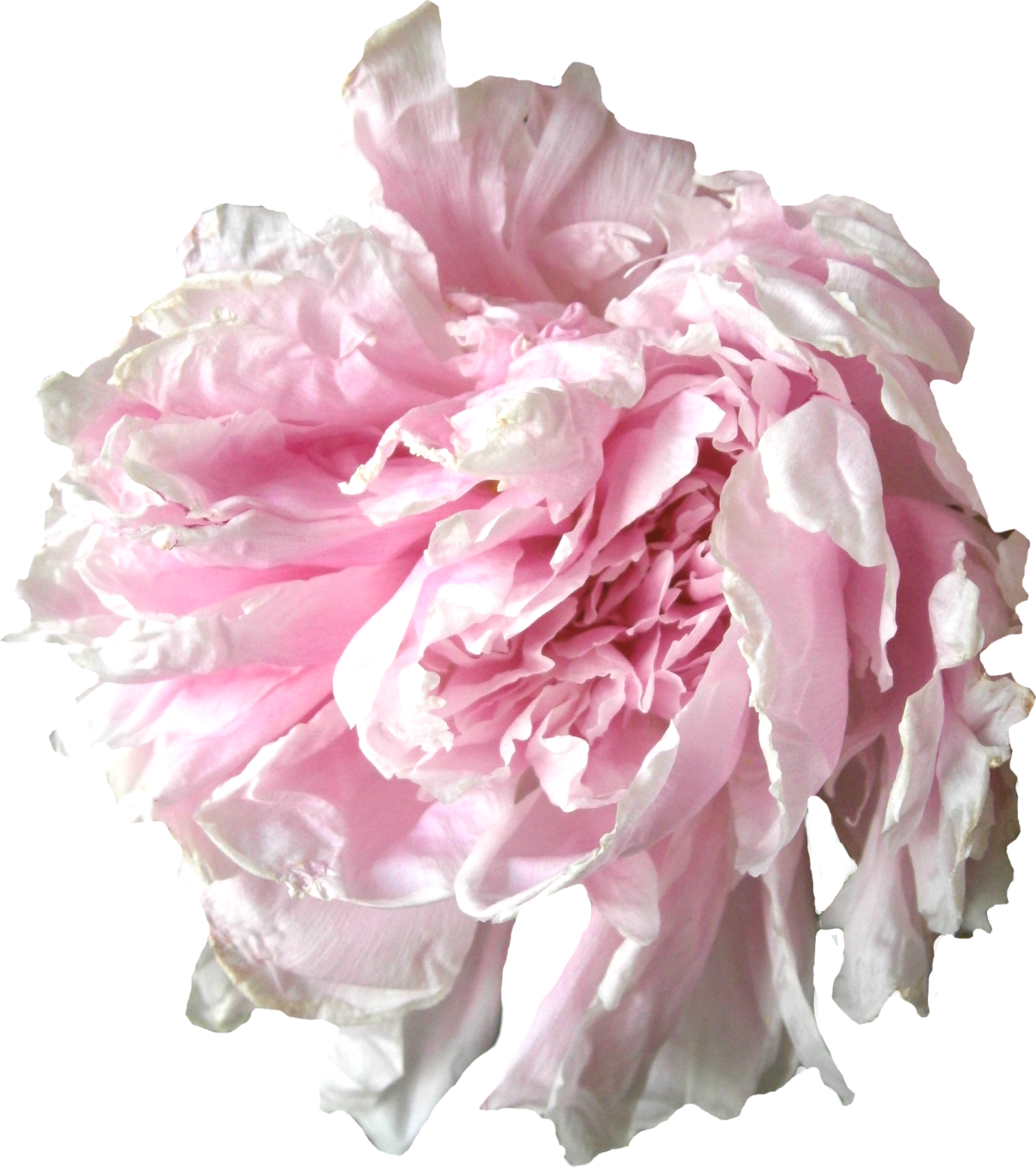 Rose Tumblr Transparent Pivoine Rose - Pivoine Png (1600x1805)