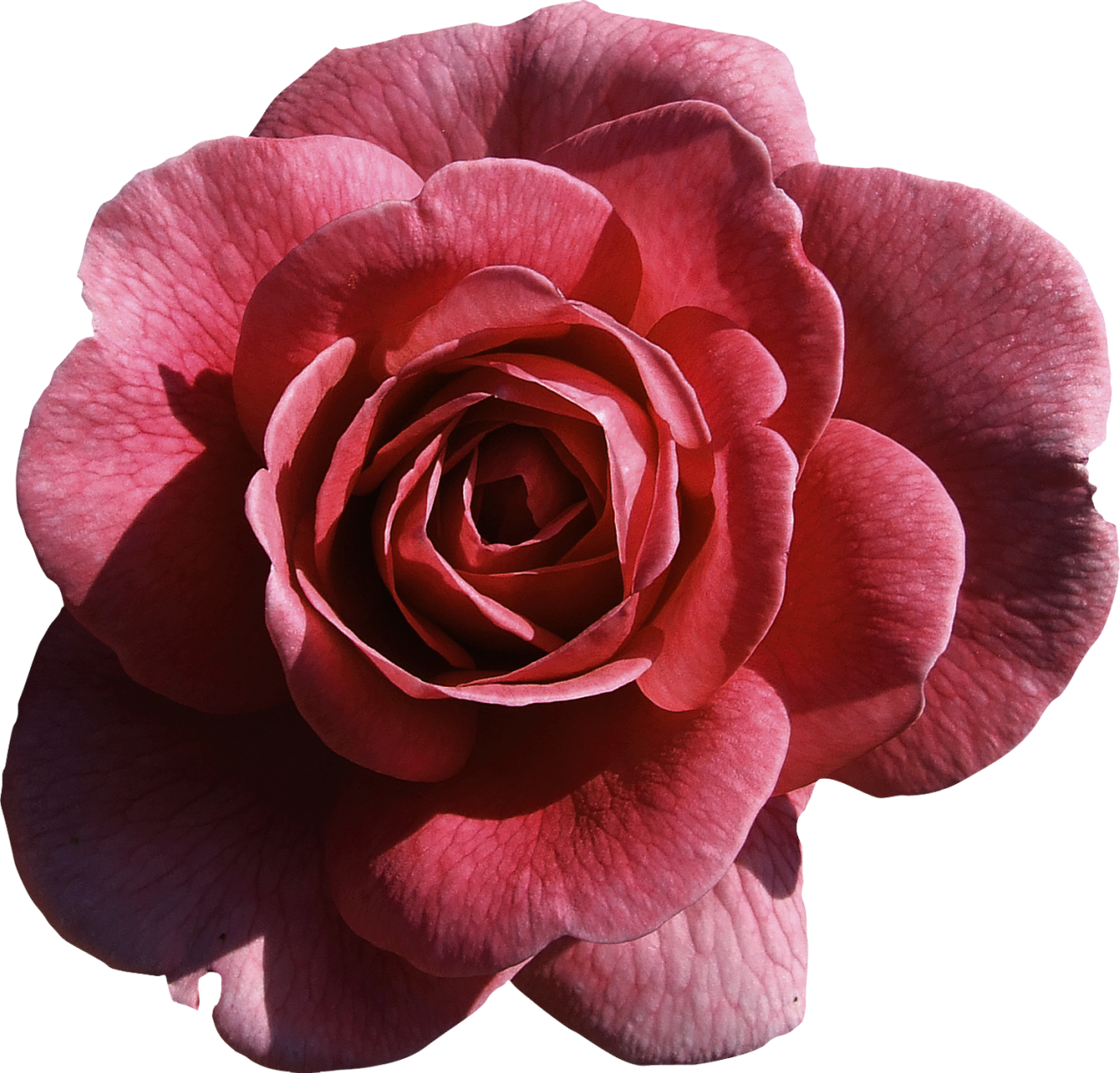 Explore These Ideas And More - Лонгслив Love My Body. Женские Футболки И Топы С Цветочным (1280x1226)