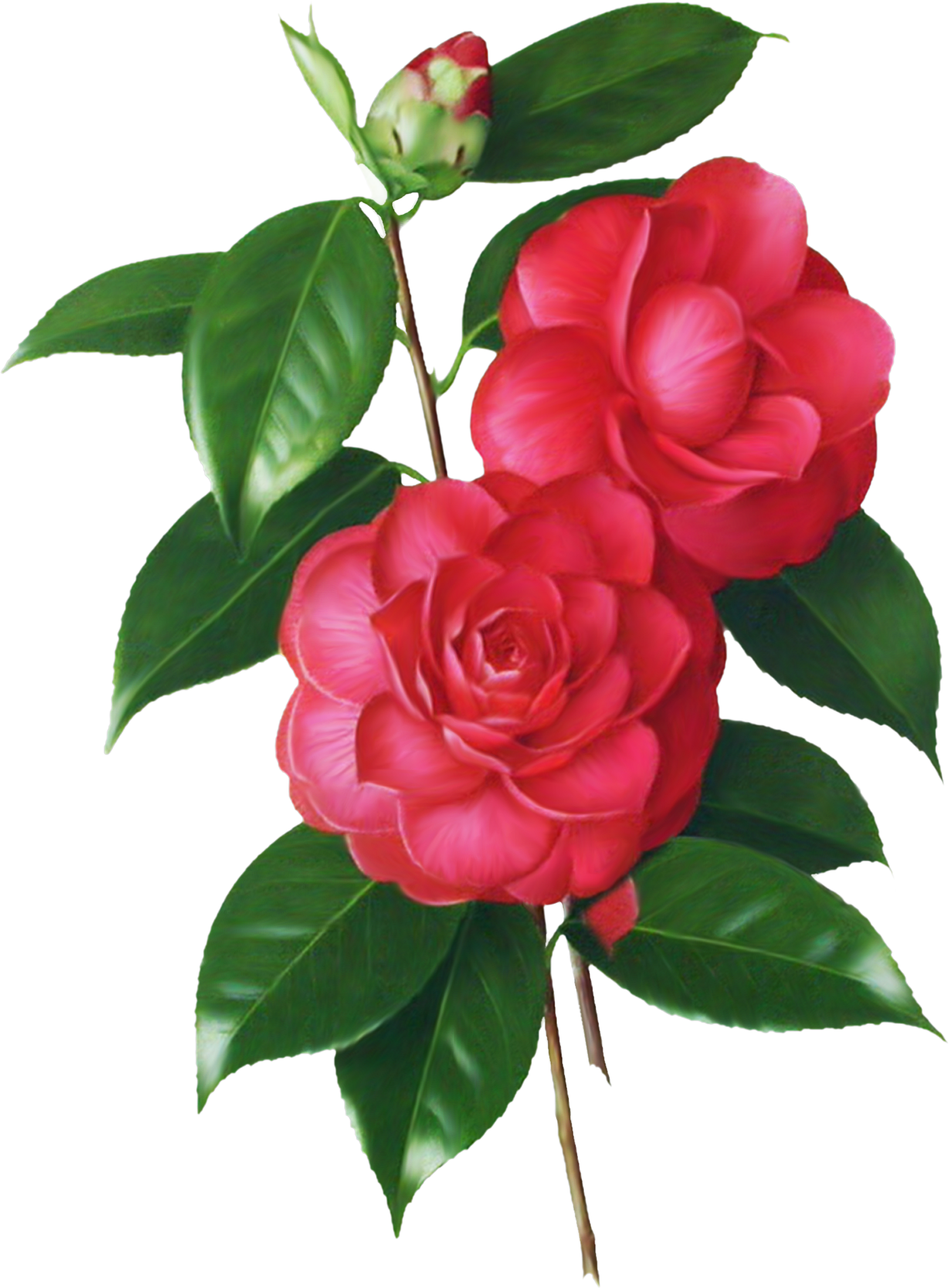   Japanese Roses Clip Art (1401x1900)