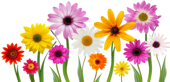 Colorful, Summer, Spring Flowers Png - Love You My Daughter (680x330)