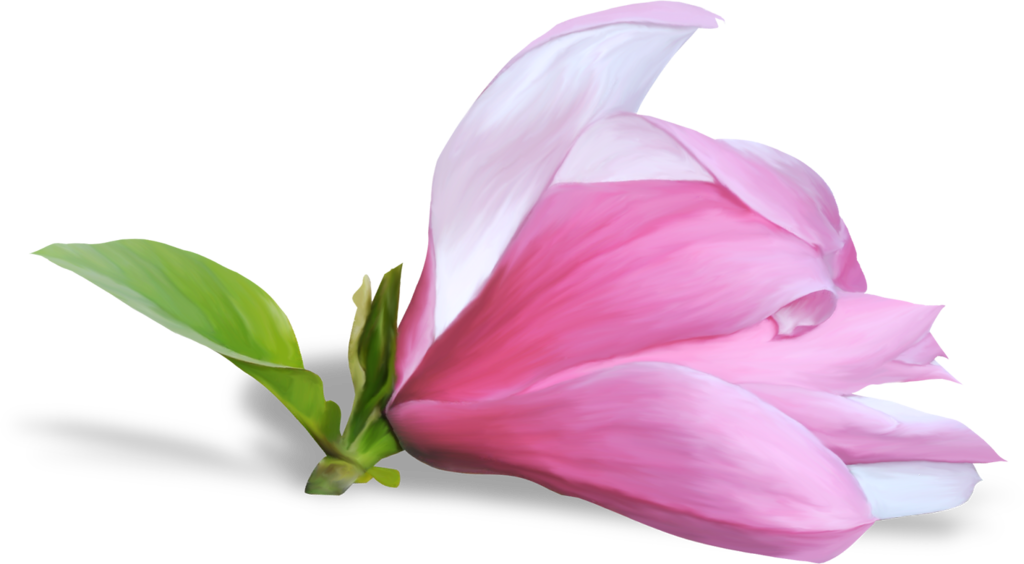 Beautiful Flower On A Transparent Background - Цветы Весенние Без Фона (1024x564)