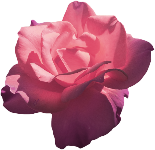 Transparent Rose Tumblr Related Keywords - Rose Aesthetic (500x483)