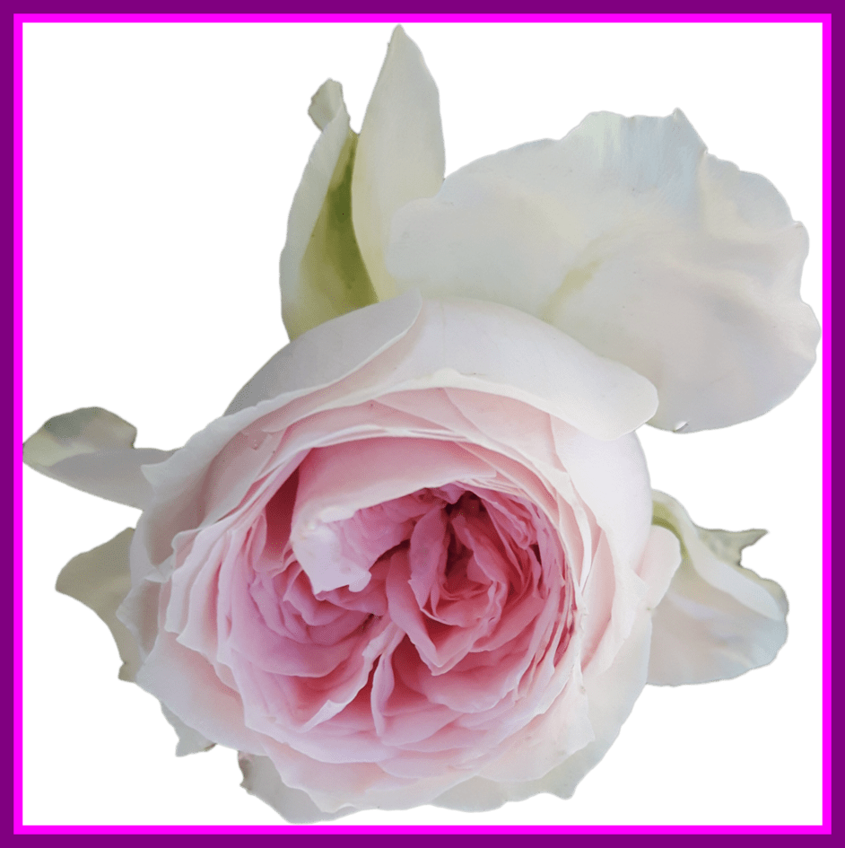 Stunning Light Pink Rose On Transparent Background - Pink Roses Transparent Background (942x945)