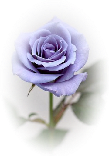 This Is The Color Of One Of My Latest Roses - Blue Roses (359x512)