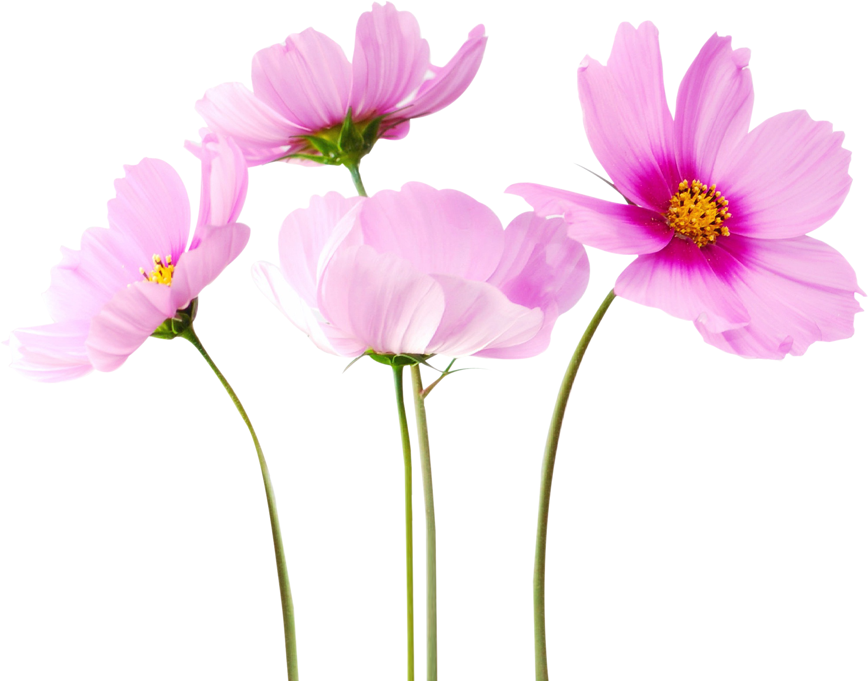 Cosmea Flower - Transparent Background Flower Transparent (1800x1384)
