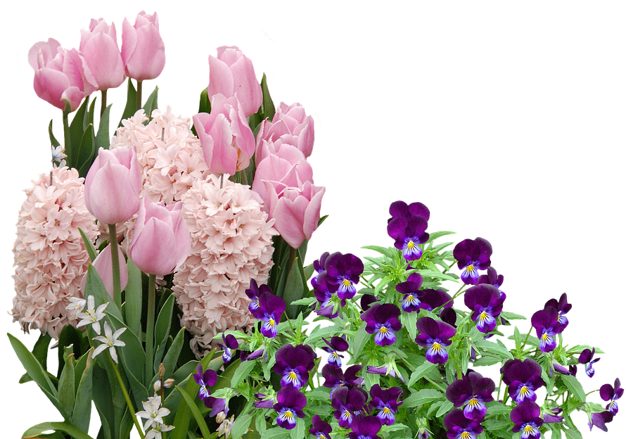Spring, Tulips, Easter, Flower, Flowers, Spring Flower - Cafepress Samsung Galaxy S8 Plus Case (960x715)