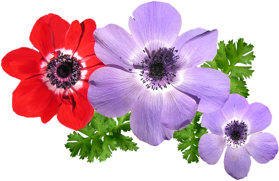 Anemone, Mixed, Flowers, Spring - Anemones Flower Png (960x628)
