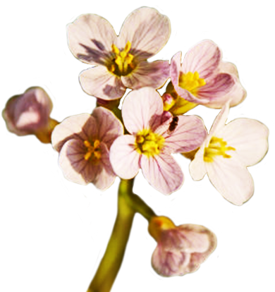 Spring Flower Png Free Download - Spring Flower Png (402x421)