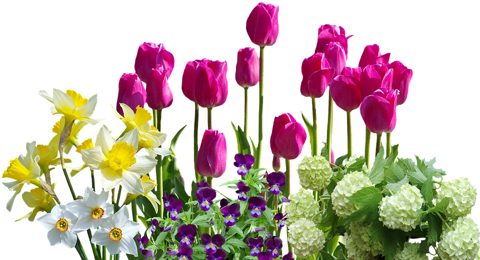 Spring, Daffodils, Tulips, Spring Flowers, Hydrangeas - Cafepress ! Samsung Galaxy S8 Case (960x640)