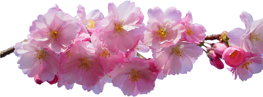 Flowers With Transparent Background Free Download - Cherry Blossom Transparent Background (1000x1000)