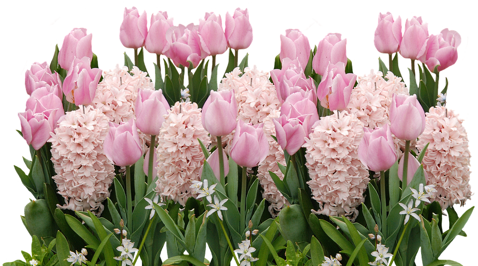 Spring, Tulips, Easter, Flower, Flowers, Spring Flower - Easter Flowers Png (960x710)