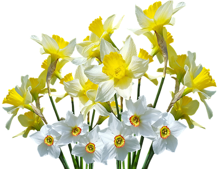 Spring, Daffodils, Osterglocken, Easter, Spring Flowers - Весенние Цветы Пнг (455x340)