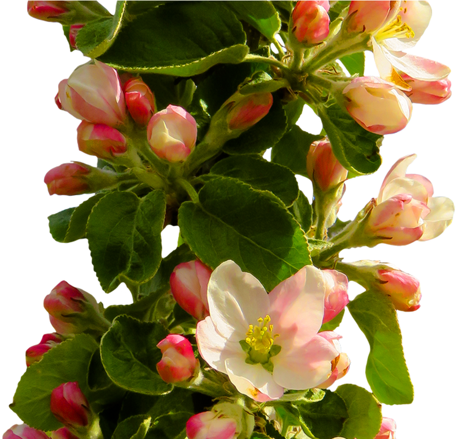 Spring Flower Png Transparent Image 6482 Transparentpng - Png Format Flowers Png Hd (1368x855)