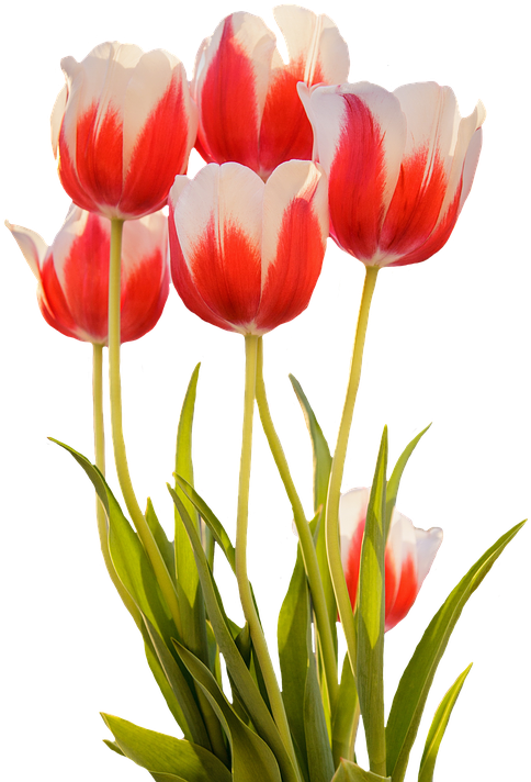 Tulips, Red, Spring, Flower, Blossom, Bloom, Nature - Spring Flowers Png (508x720)
