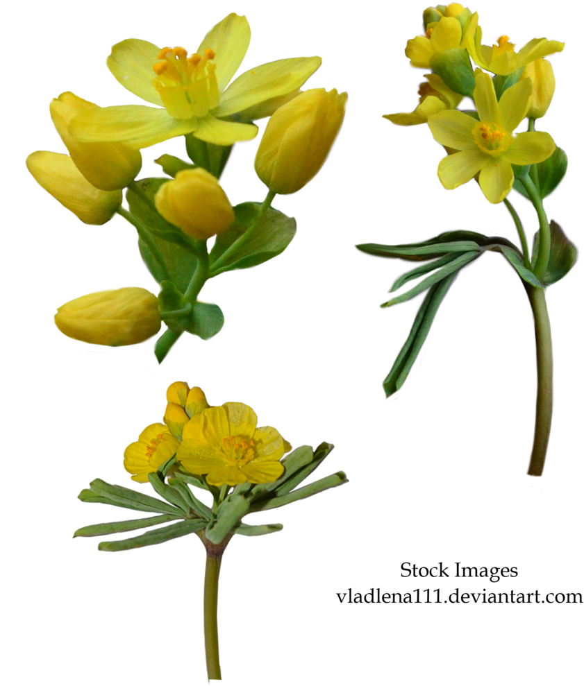 Spring Flowers Png 3 By - Flower (900x1113)