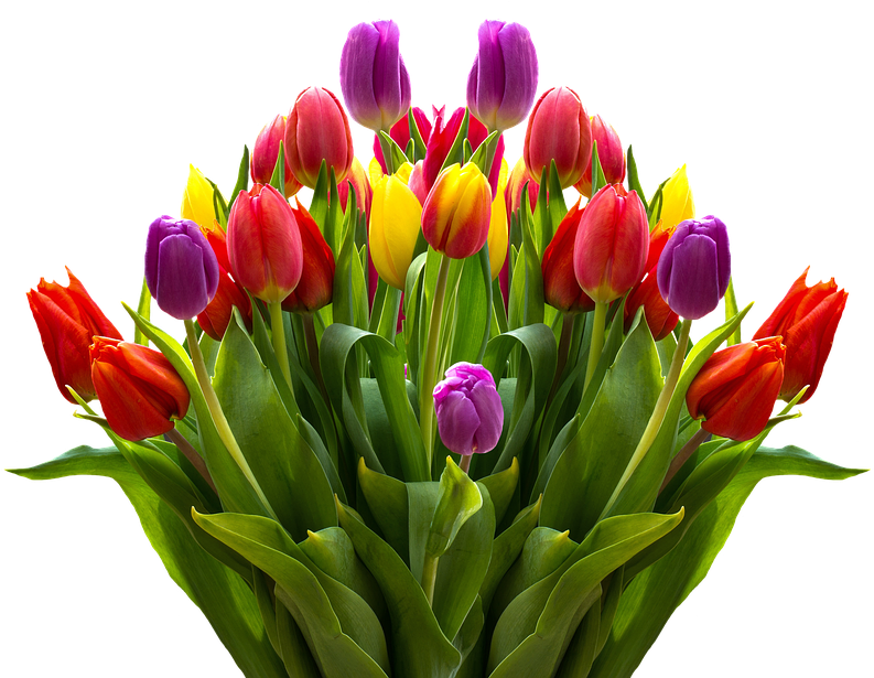 Tulips, Flowers, Spring, Isolated, Colorful, Nature - Big Boquit Of Beautiful Tulip (960x662)