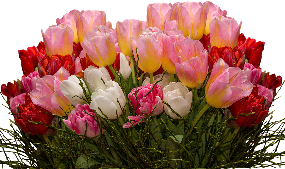 Tulip Flower Free Png Transparent Images Free Download - Tulip Flower Free Png Transparent Images Free Download (960x639)