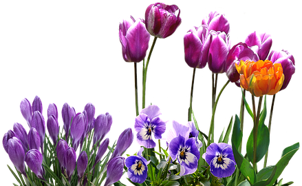 Spring, Tulips, Crocus, Pansy, Easter, Spring Flower - Spring Tulips Png (459x340)