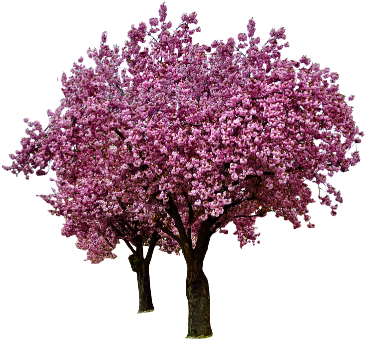 Cherry Blossoms, Spring, Bloom, Pink, Blossom, Flowers - Blossom Cherry Tree Transparent Background (894x720)