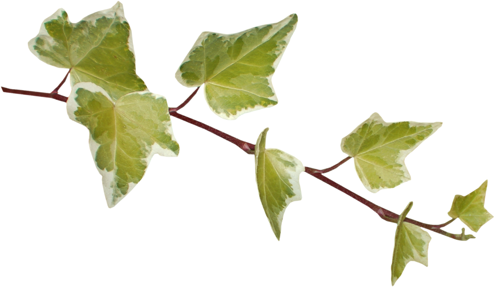 Leaf Photography Clip Art - Leaf Photography Clip Art (1600x928)