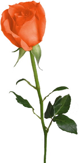 Ez A Megoldás Minden Oldalra Érvényes - Stem Of Yellow Roses (330x567)