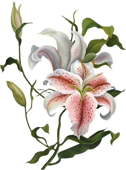 0 Komment , Kategória - Stargazer Lily (408x549)