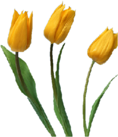 *átlátszó Hátterű Virágok - Желтый Тюльпаны В Png (380x456)