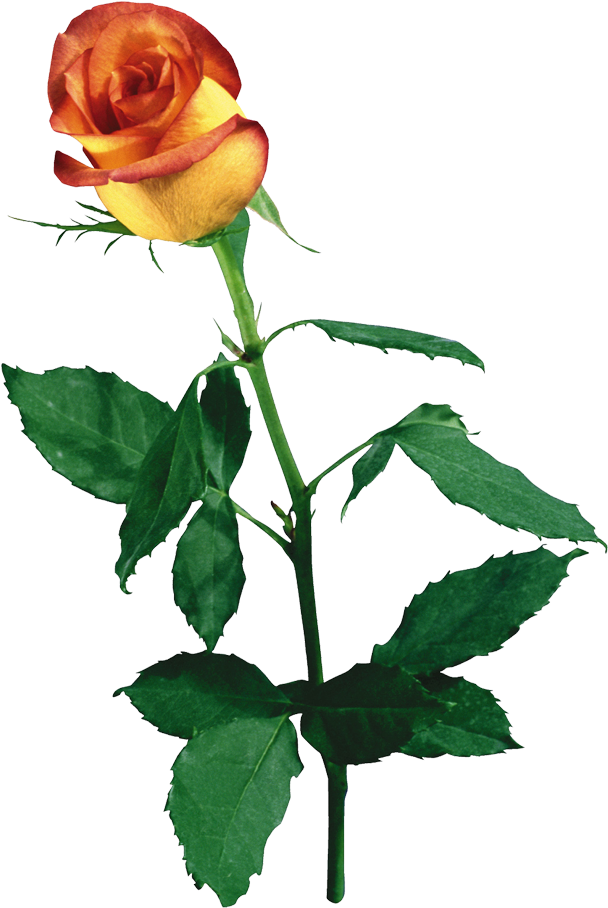 Ez A Megoldás Minden Oldalra Érvényes - Flower (680x1000)