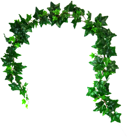 Grape Clip Art - Grape Clip Art (800x600)