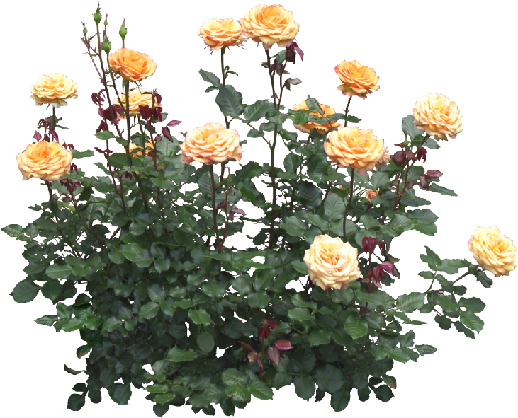 Rose Clip Art - Rose Clip Art (749x607)