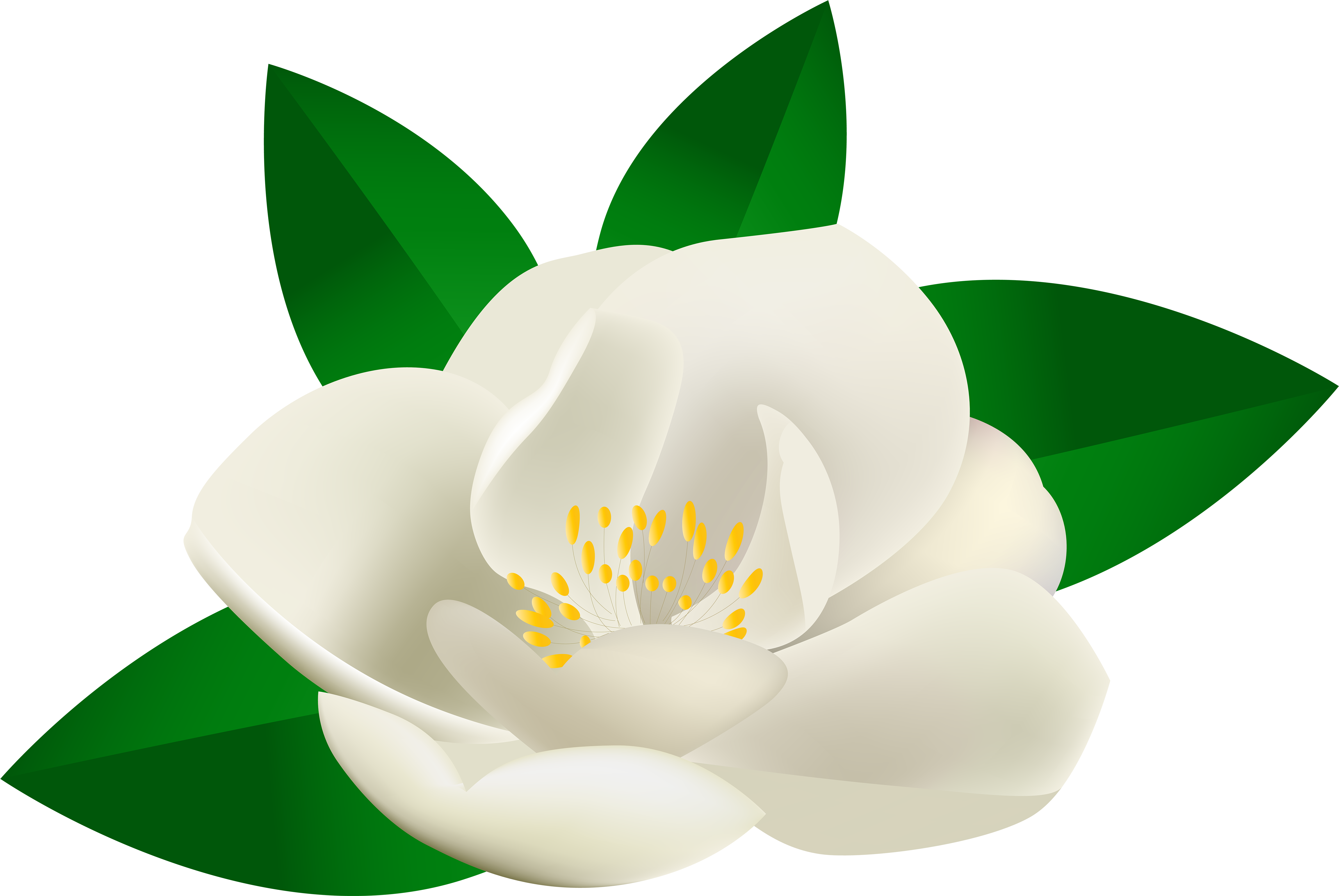 Rose Bush Flower Transparent Clip Art Image 6000*4017 - Rose Bush Flower Transparent Clip Art Image 6000*4017 (6000x4017)
